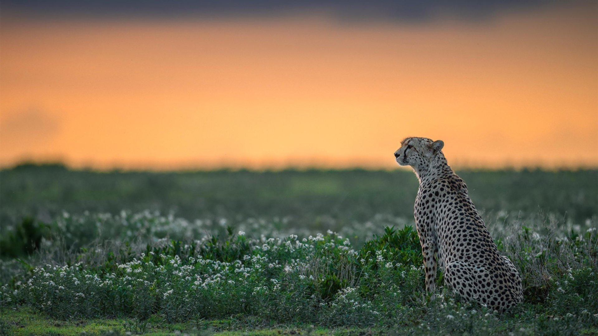 中国篮球职业联赛裁判员培训体系建设与优化研究,篮球裁判员培训教程